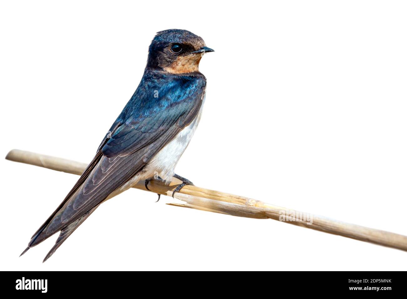 Image of barn swallow bird (Hirundo rustica) isolated on white background. Bird. Animal. Stock Photo