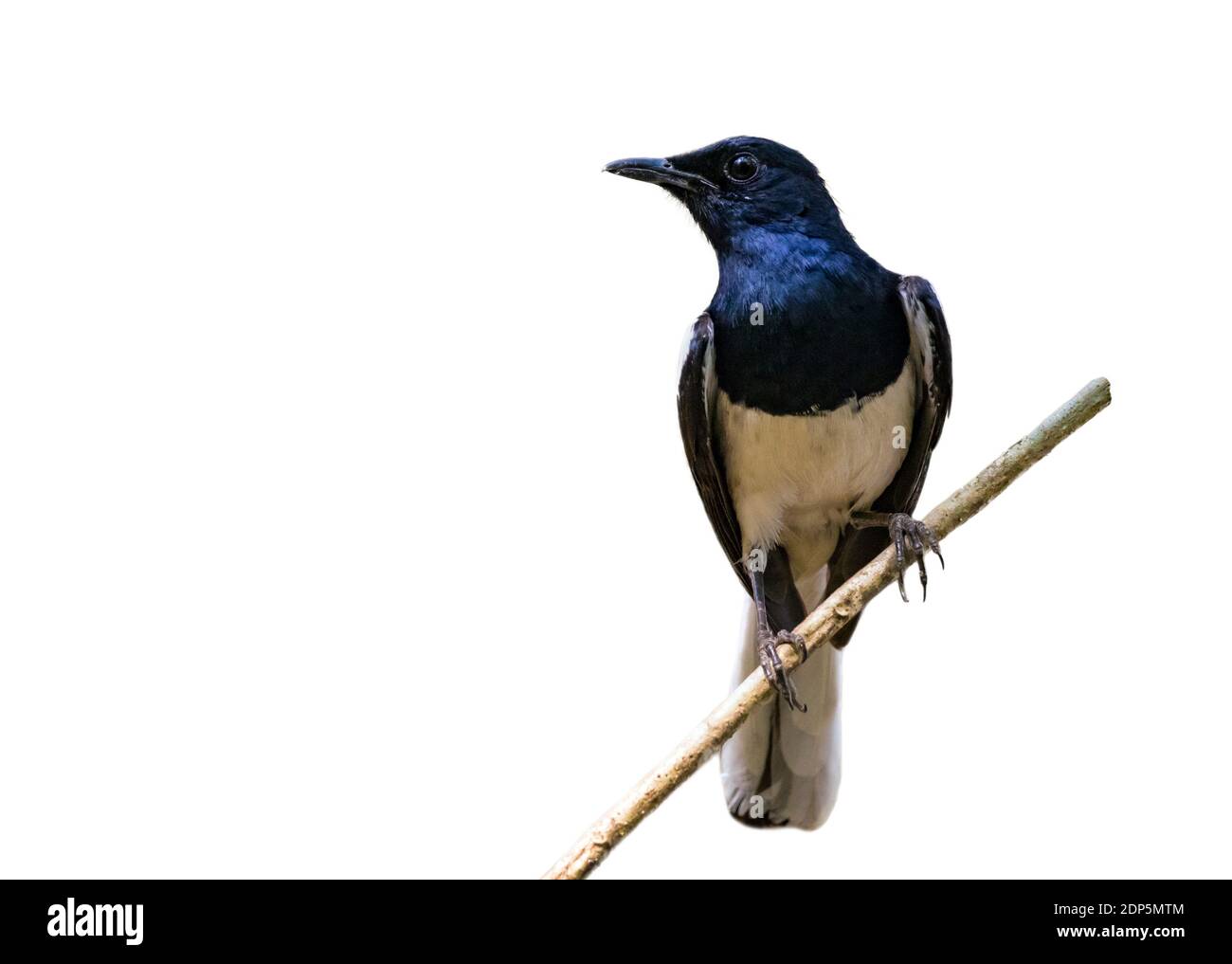 Image of bird on the branch isolated on white background. Oriental Magpie Robin (Copsychus saularis). Bird. Animal. Stock Photo