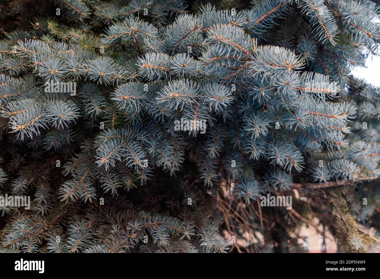 Beautiful fluffy branches of a coniferous tree close-up. Photo taken in Chelyabinsk, Russia. Stock Photo