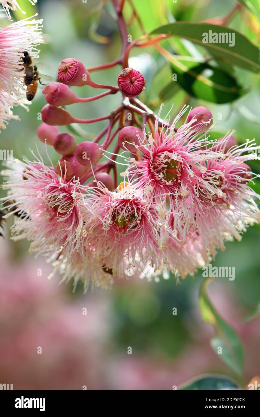 Pink and white blossoms and buds of the Australian native Corymbia Fairy Floss, family Myrtaceae. Grafted cultivar of Corymbia ficifolia Stock Photo