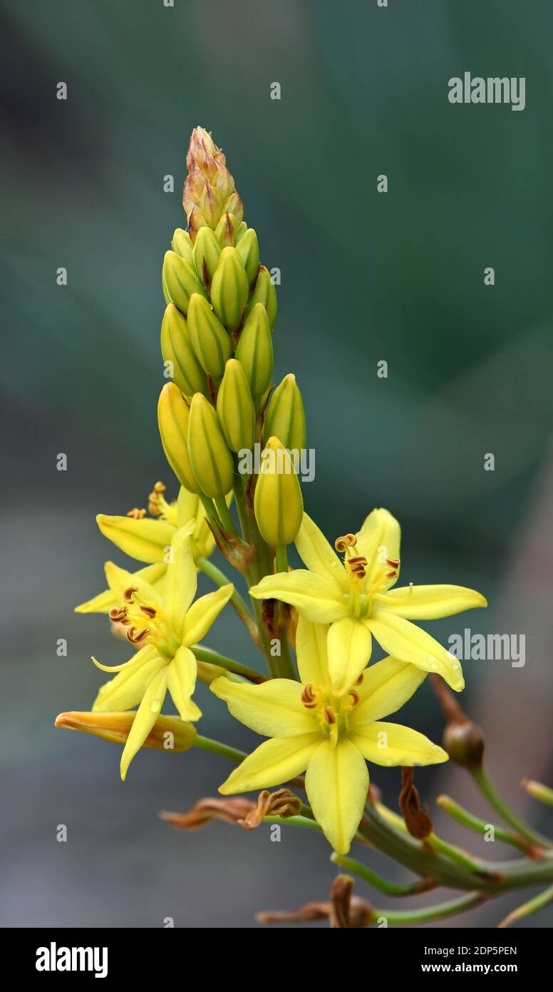 Australian native yellow star shaped flowers of the Bulbine Lily, Bulbine glauca, family Asphodelaceae. Endemic to NSW, Victoria and Tasmania Stock Photo
