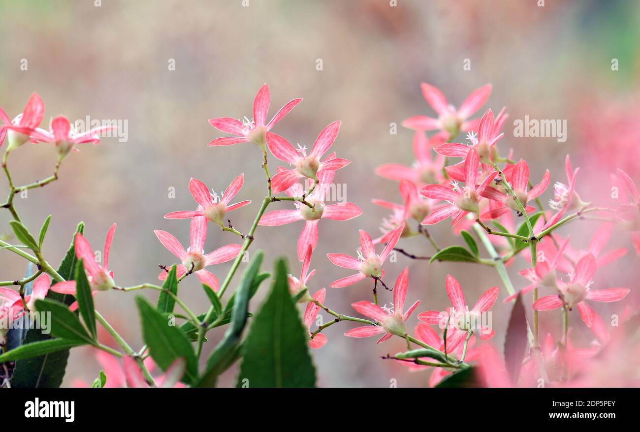 Australian Christmas nature background with copy space. Backlit pink red sepals of the New South Wales Christmas Bush, Ceratopetalum gummiferum Stock Photo