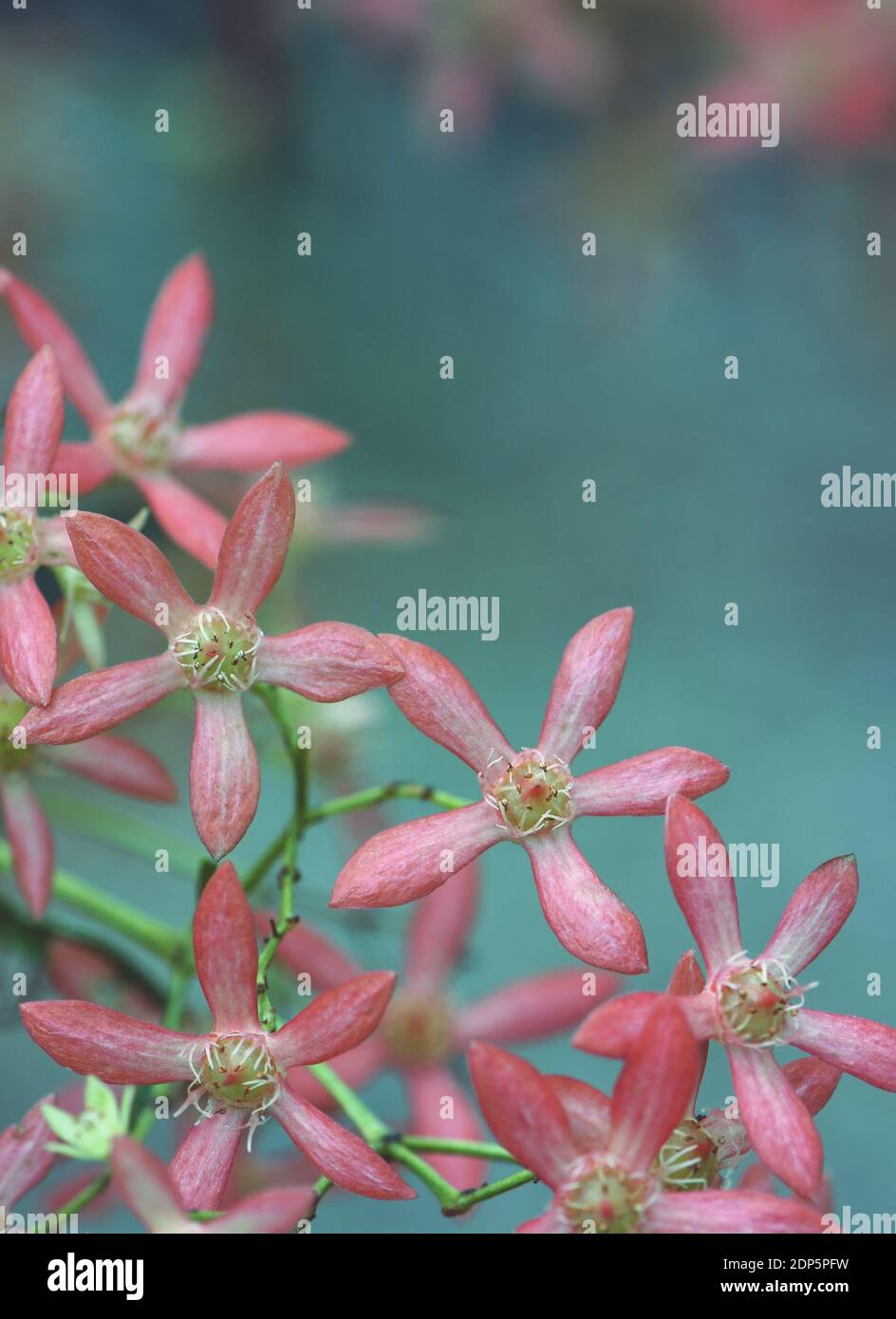 Australian Christmas nature background with copy space. Close up of star shaped pink red sepals of the New South Wales Christmas Bush, Ceratopetalum Stock Photo