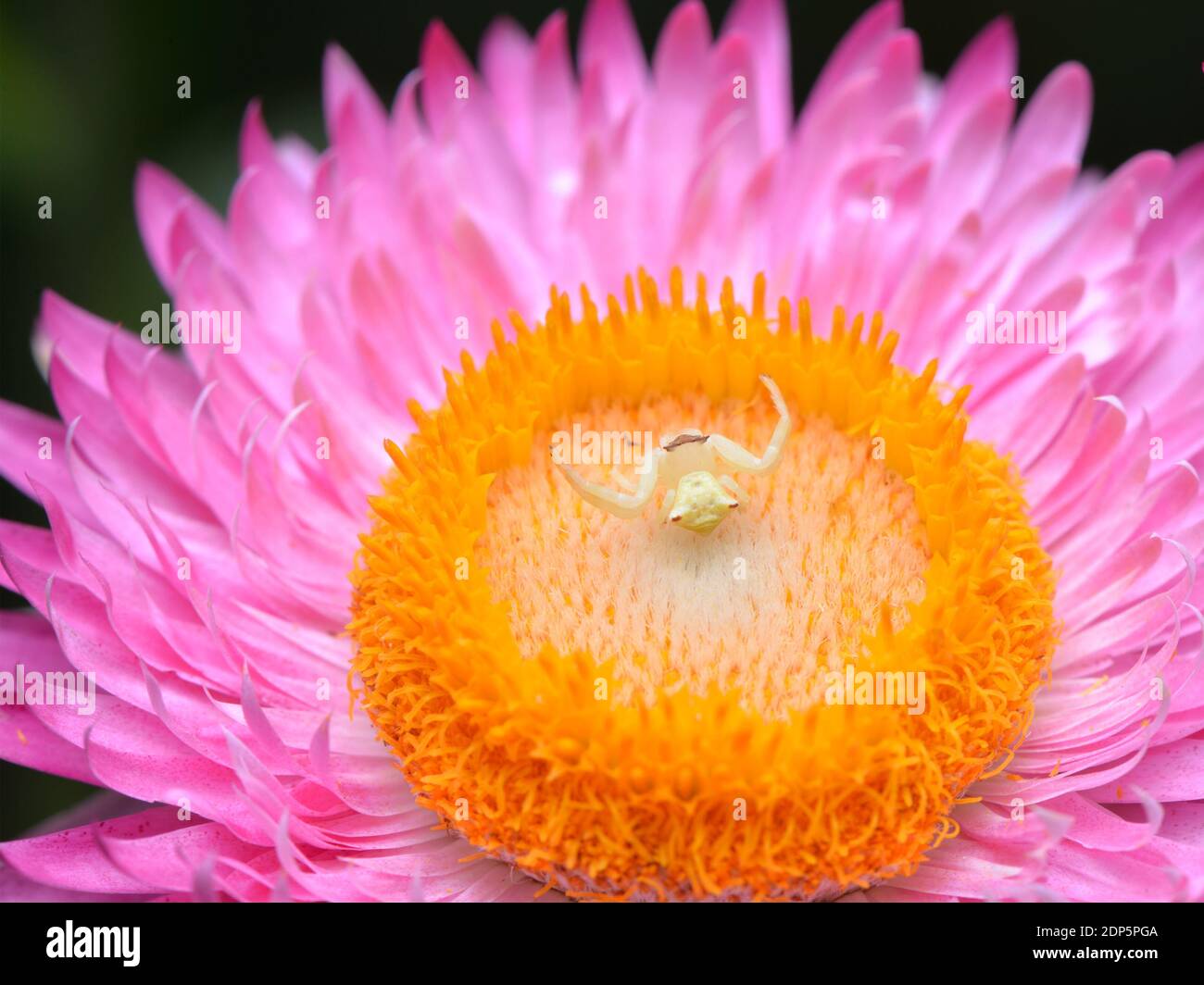 Crab spider on top of a flower. Stock Photo