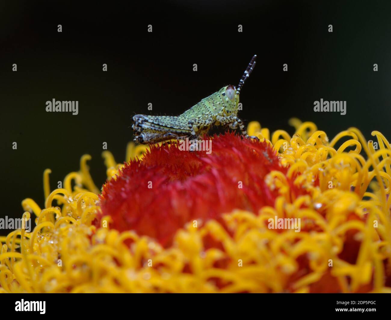 Grasshopper on top of a flower. Stock Photo
