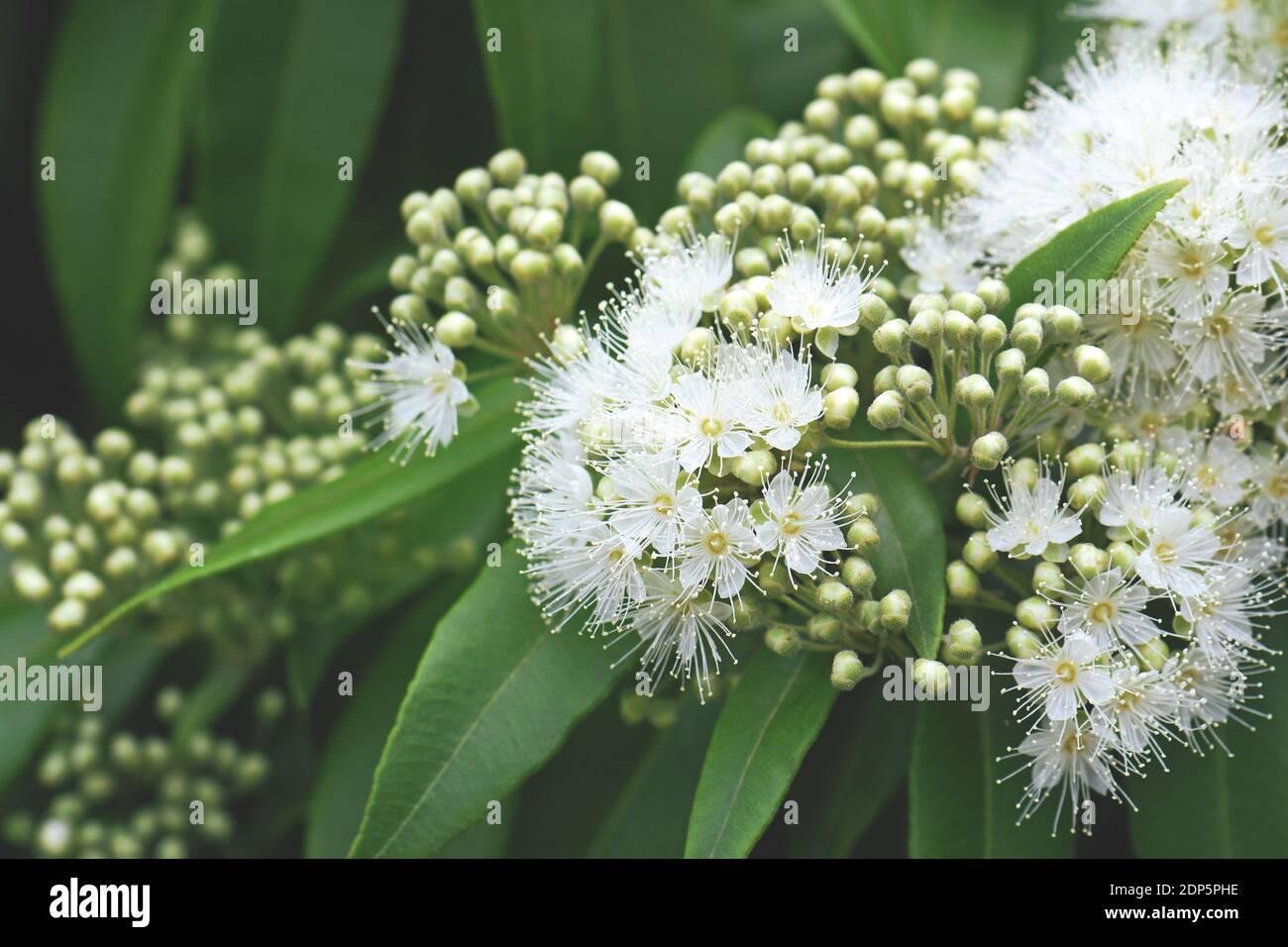 specifikation Articulation skibsbygning White flowers and buds of the Australian native Lemon Myrtle, Backhousia  citriodora, family Myrtaceae. Endemic to coastal rainforest New South Wales  Stock Photo - Alamy