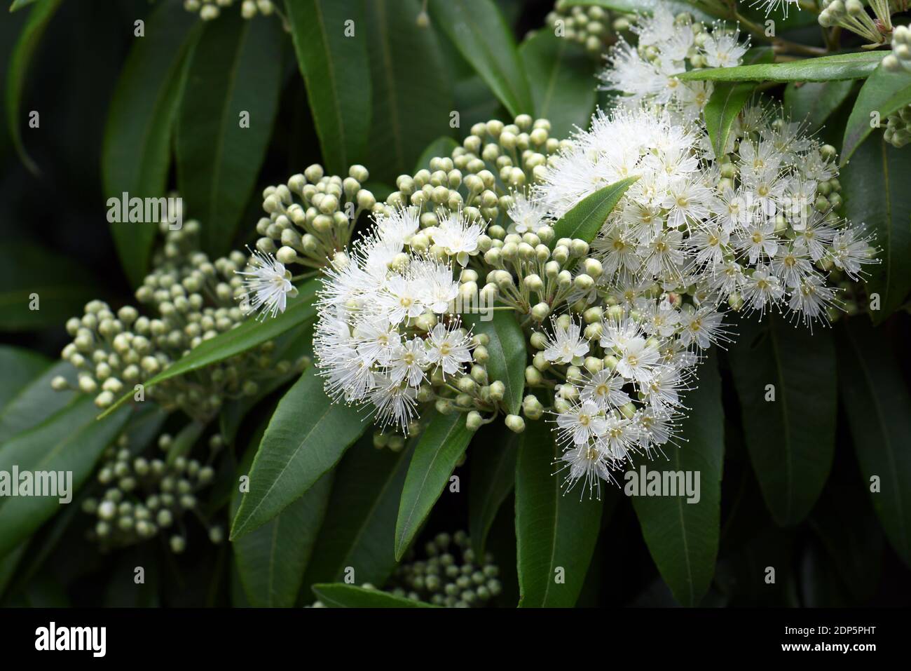 White and buds of the Australian native Lemon Myrtle, Backhousia citriodora, family Myrtaceae. Endemic to coastal rainforest New South Wales Stock Photo - Alamy