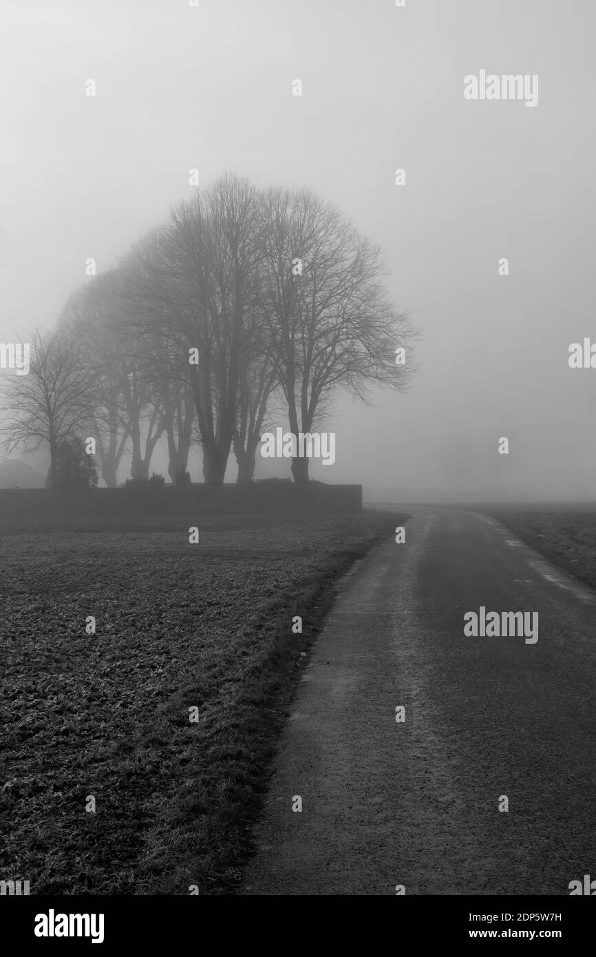 Black and white shot of a country road with trees in the fog Stock Photo