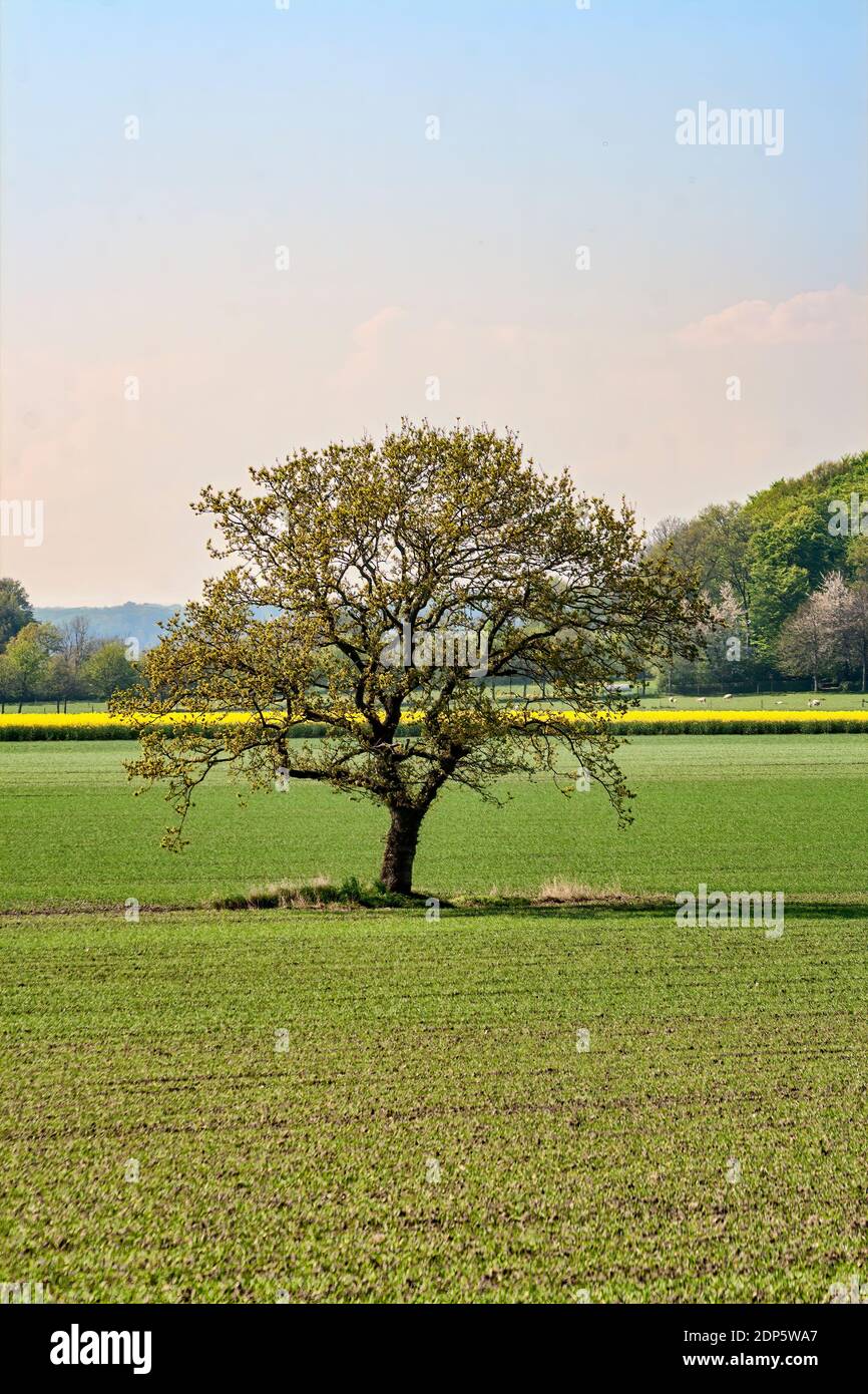 Lonely tree in a field at spring Stock Photo