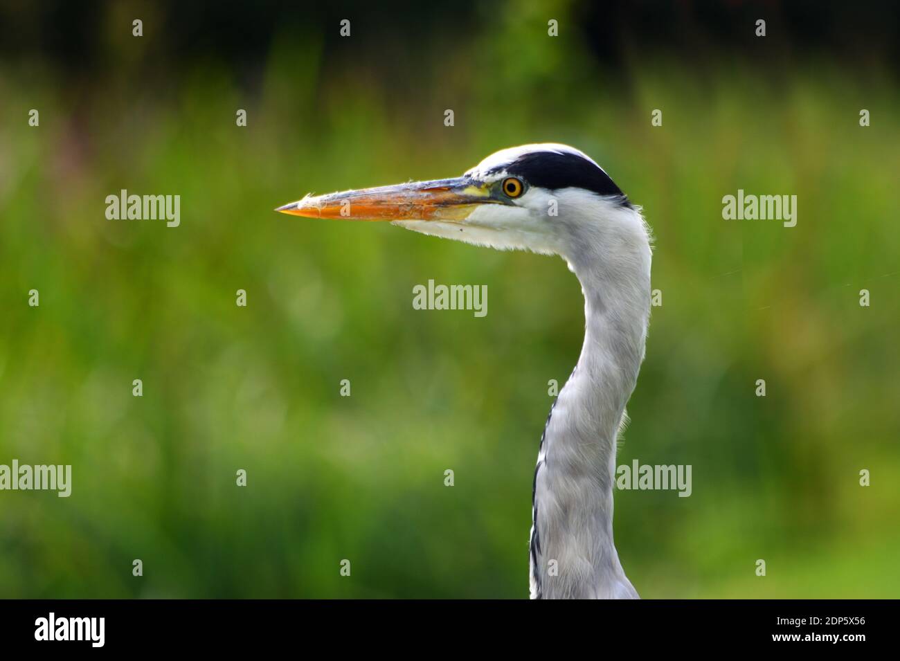 Close Up of Grey Heron head out of focus background Stock Photo