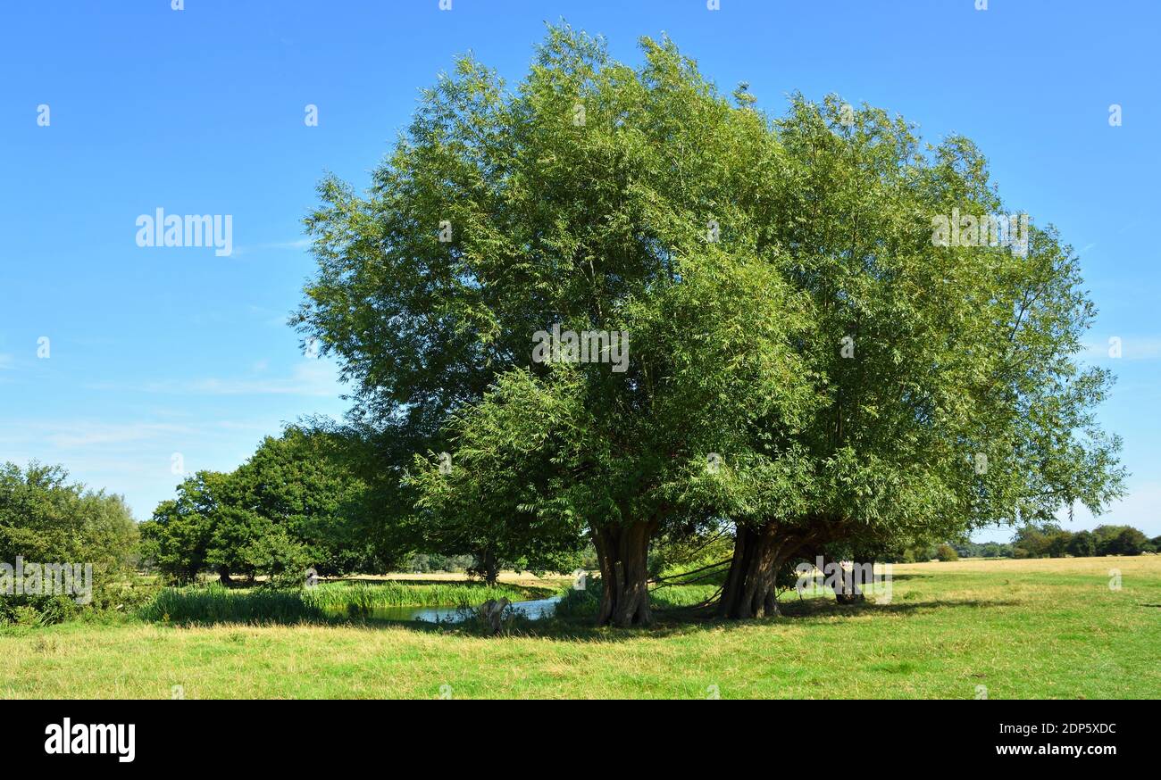 Willow trees by the banks of the river Stour in Essex England on a sunny day. Stock Photo