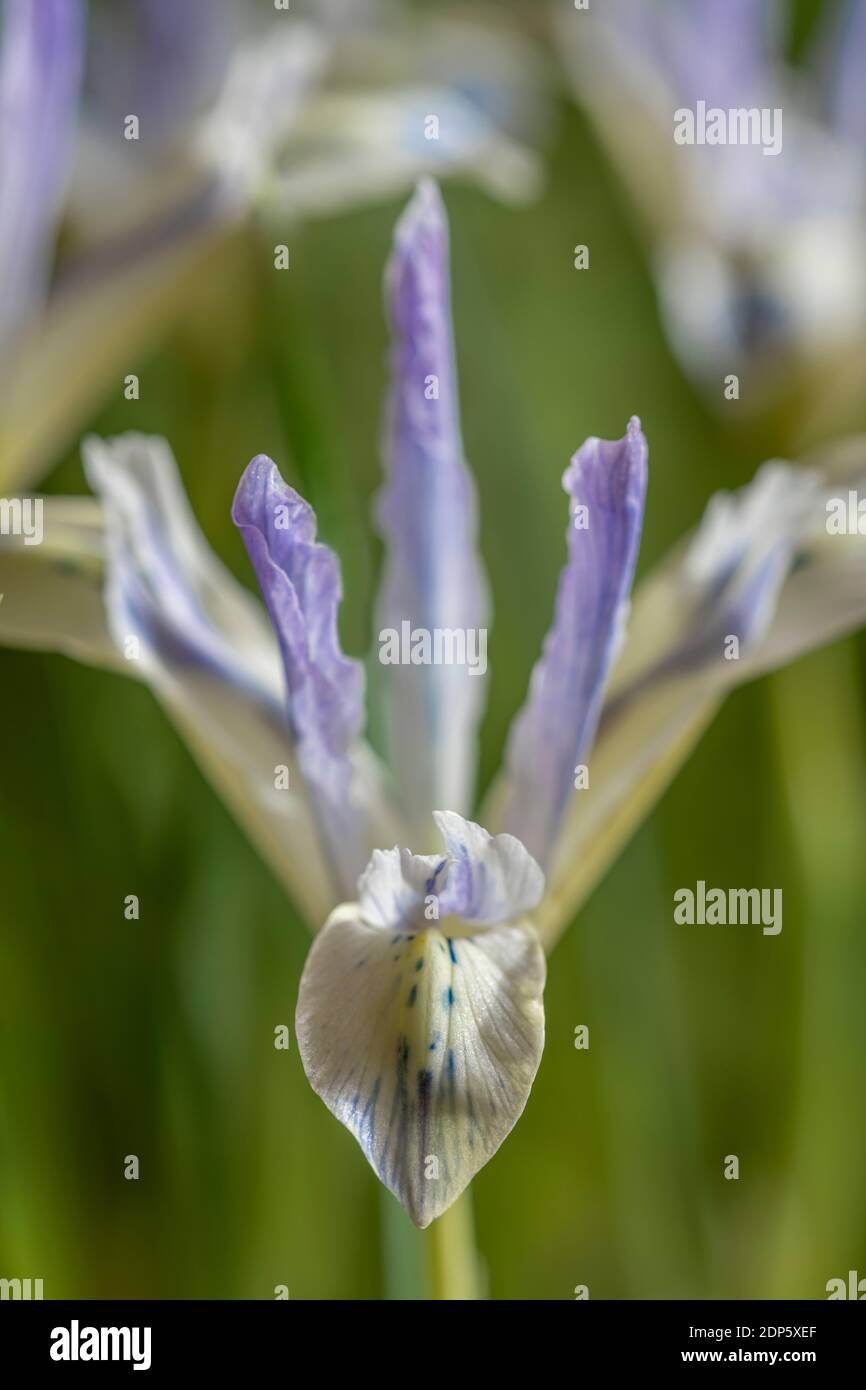 Iris reticulata ‘Painted Lady’ early bulbous iris Stock Photo Alamy