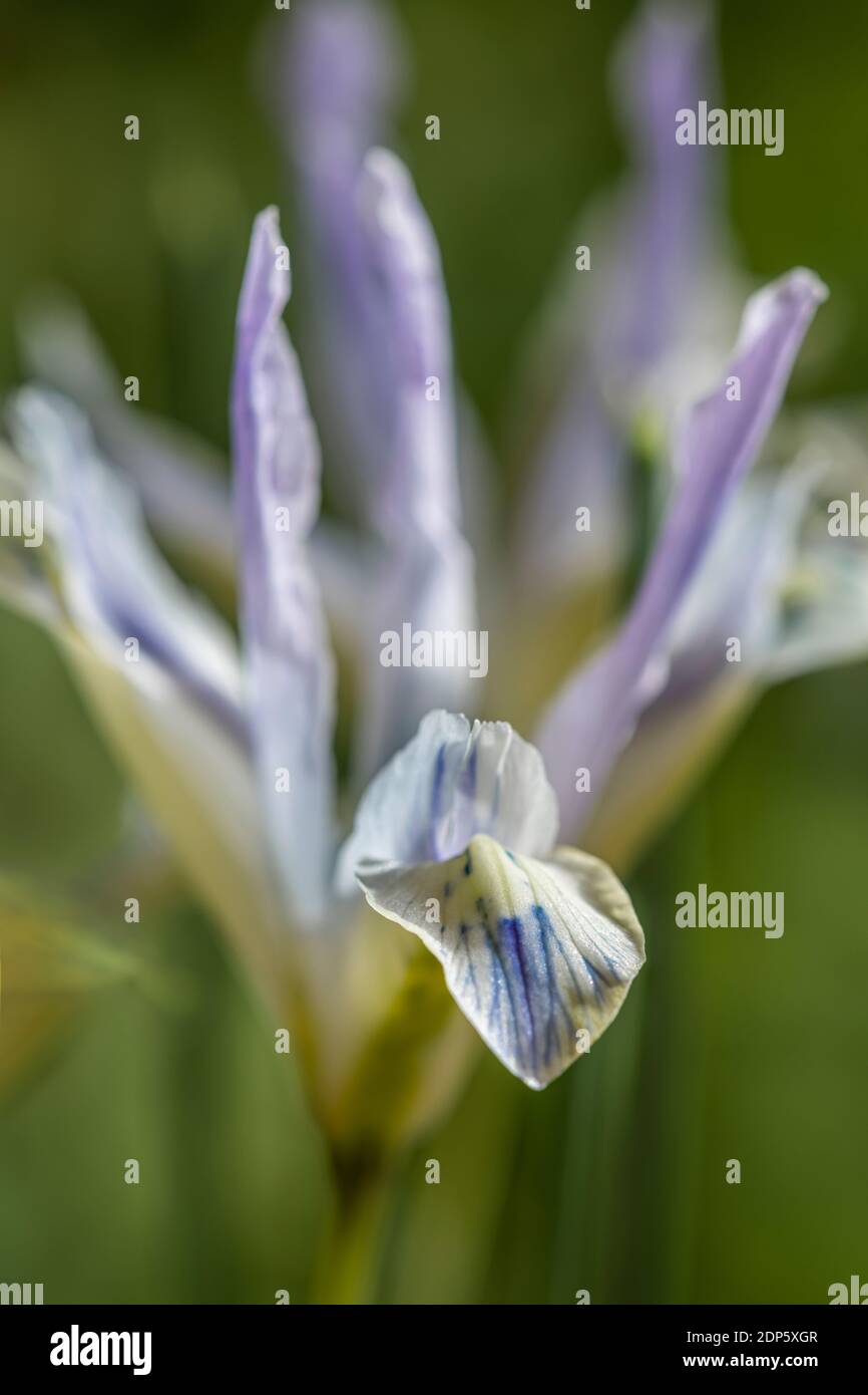 Iris reticulata ‘Painted Lady’ early bulbous iris Stock Photo Alamy