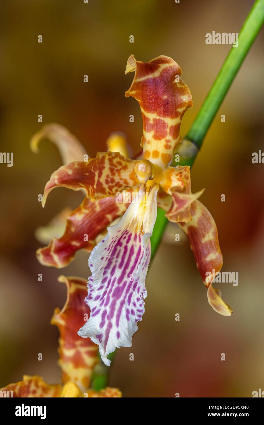 Oncidium gayii dancing lady orchid Stock Photo