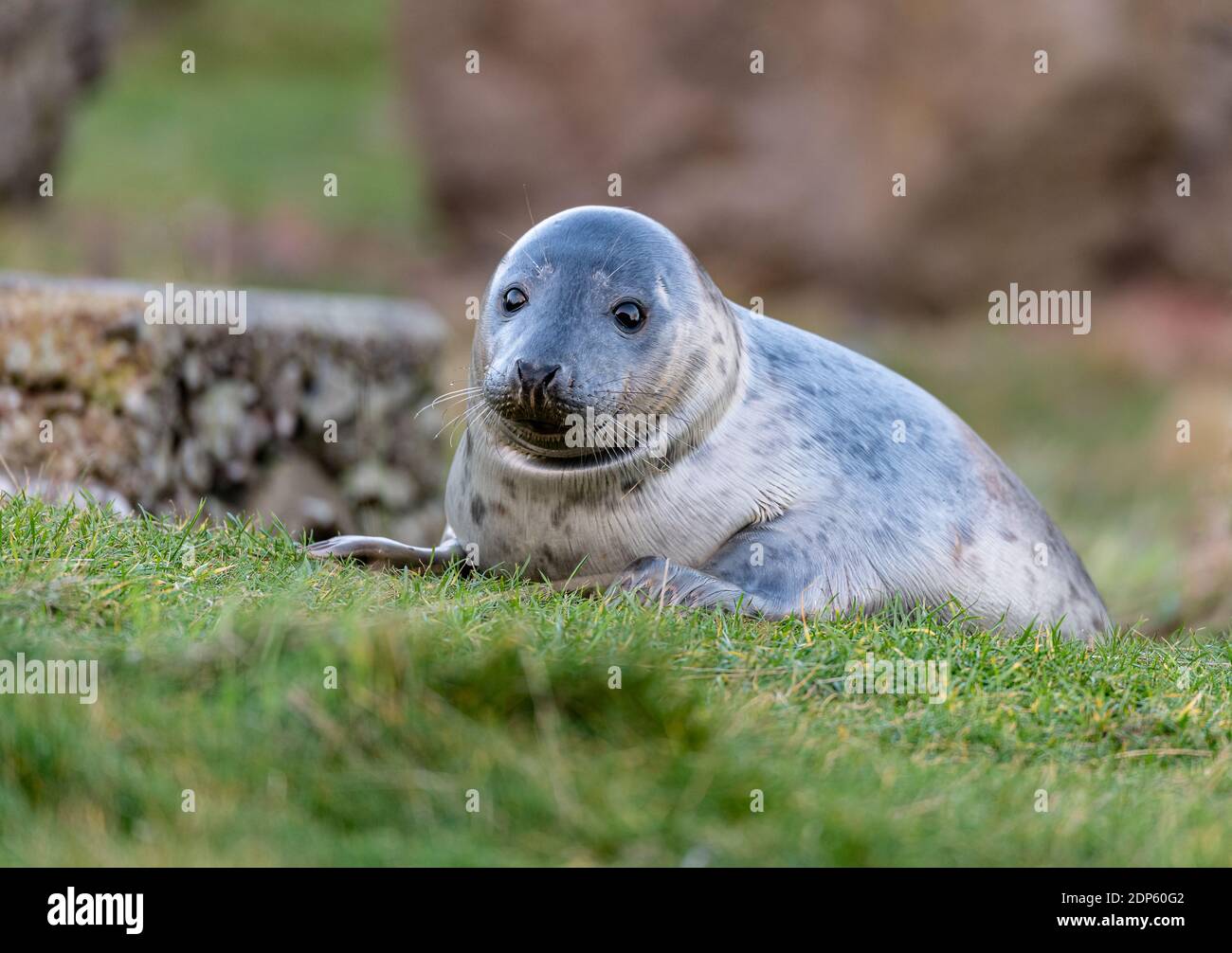 Young Seal playing in small stream at St Abbs Head, Scotland Stock