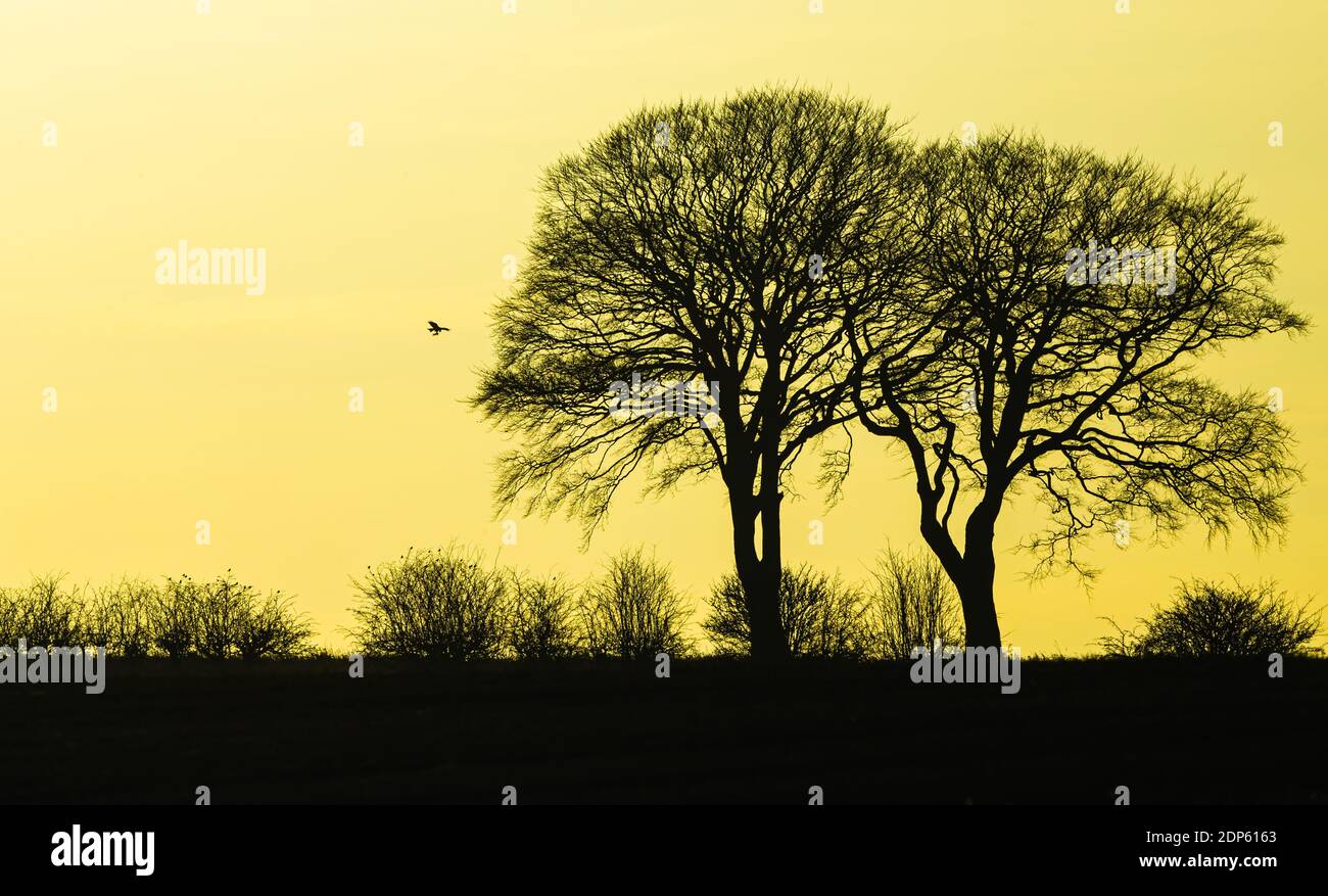 Silhouette of oak trees in winter against a setting sun with a flying red kite in the distance carrying prey & small farmland birds roosting in trees Stock Photo