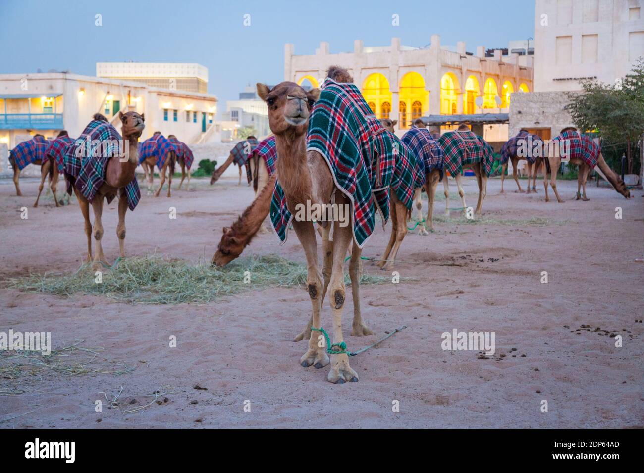 Camel Souk in Doha, Qatar Stock Photo