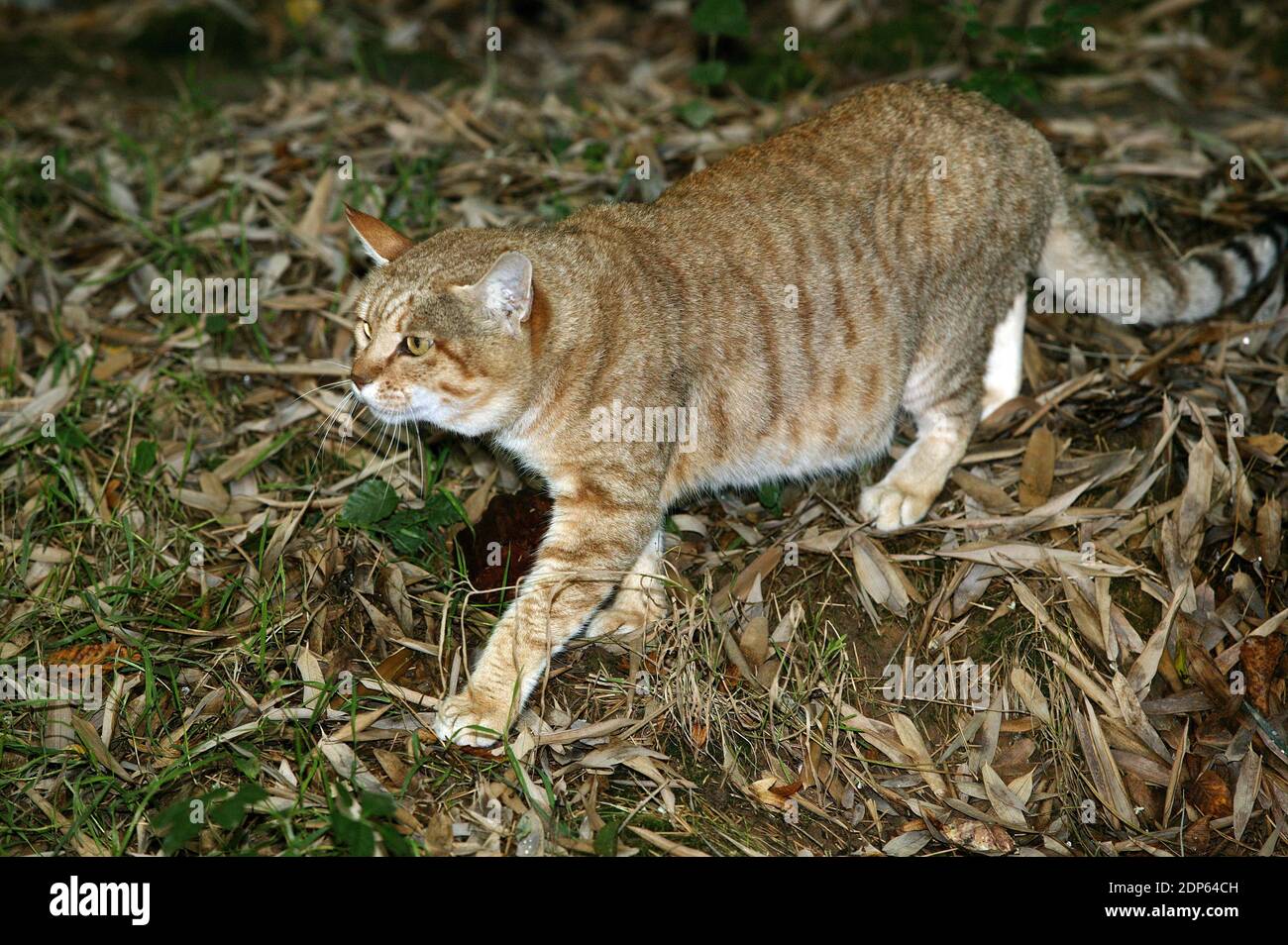 African Wildcat, felis silvestris lybica Stock Photo