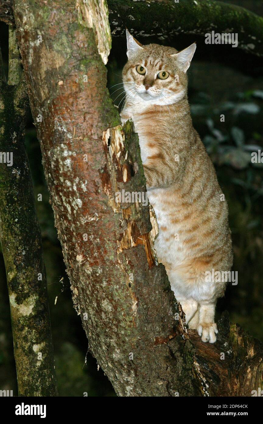 African Wildcat, felis silvestris lybica Stock Photo