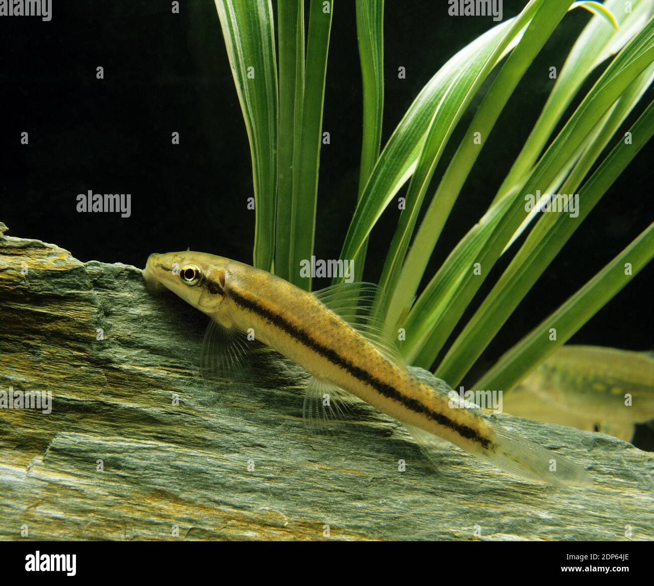 Siamese or Chinese Algae Eater, gyrinocheilus aymonieri Stock Photo