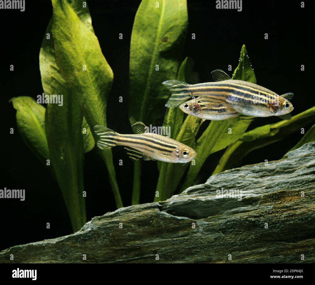 Zebrafish, brachydanio rerio Stock Photo