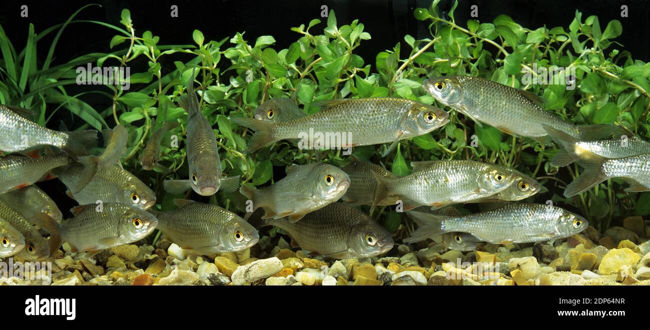 Roach, rutilus rutilus Stock Photo - Alamy