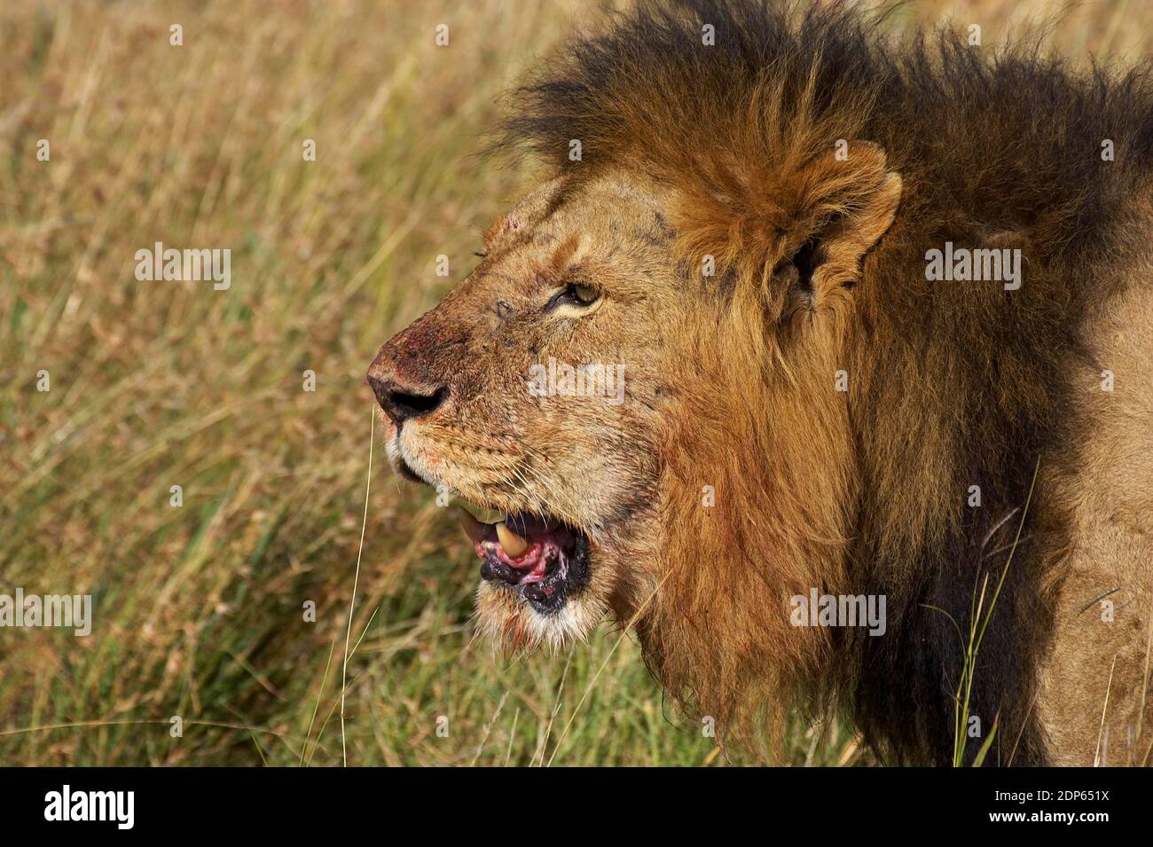 African Lion, panthera leo, Male, Masai Mara Park in Kenya Stock Photo ...