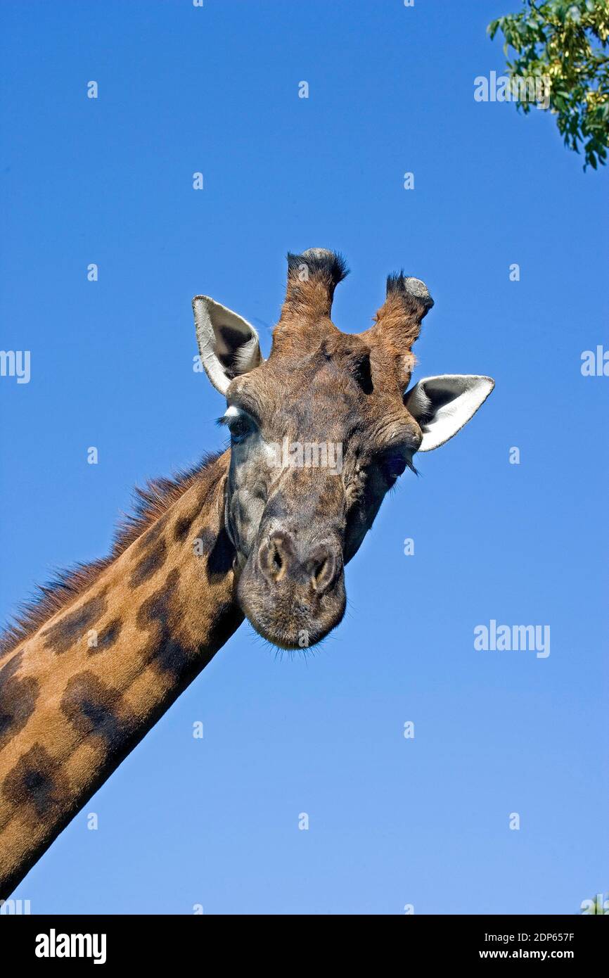 Portrait of Rothschild's Giraffe, giraffa camelopardalis rothschildi ...