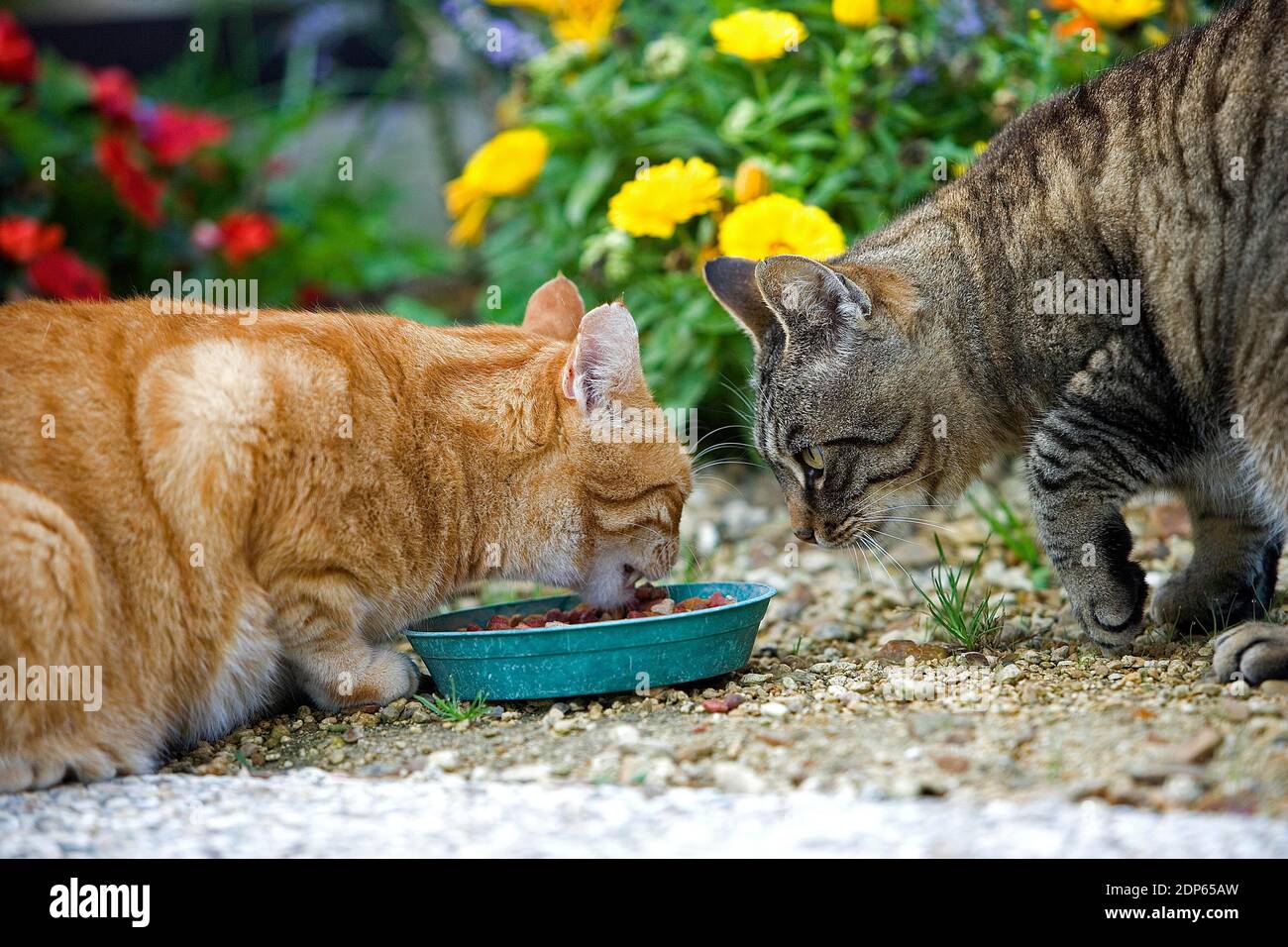 Red Tabby and Brown Tabby Domestic Cat Eating, Normandy Stock Photo - Alamy