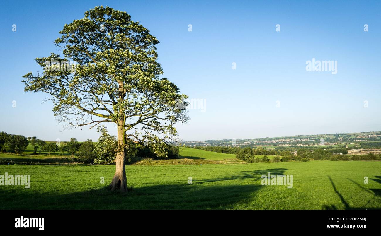 Solitary tree in field Stock Photo