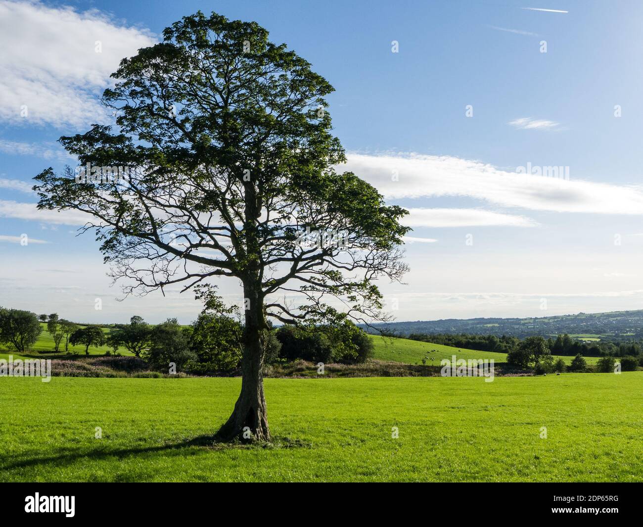 Solitary tree in field Stock Photo