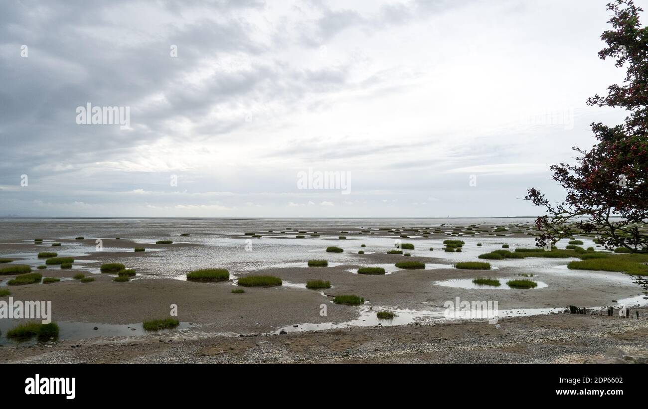 Tussocks of common cordgrass on salt marsh mud flats at Morecambe Bay, Cumbria Stock Photo