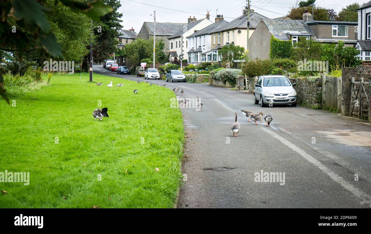 Geese in road at Leece, Cumbria Stock Photo
