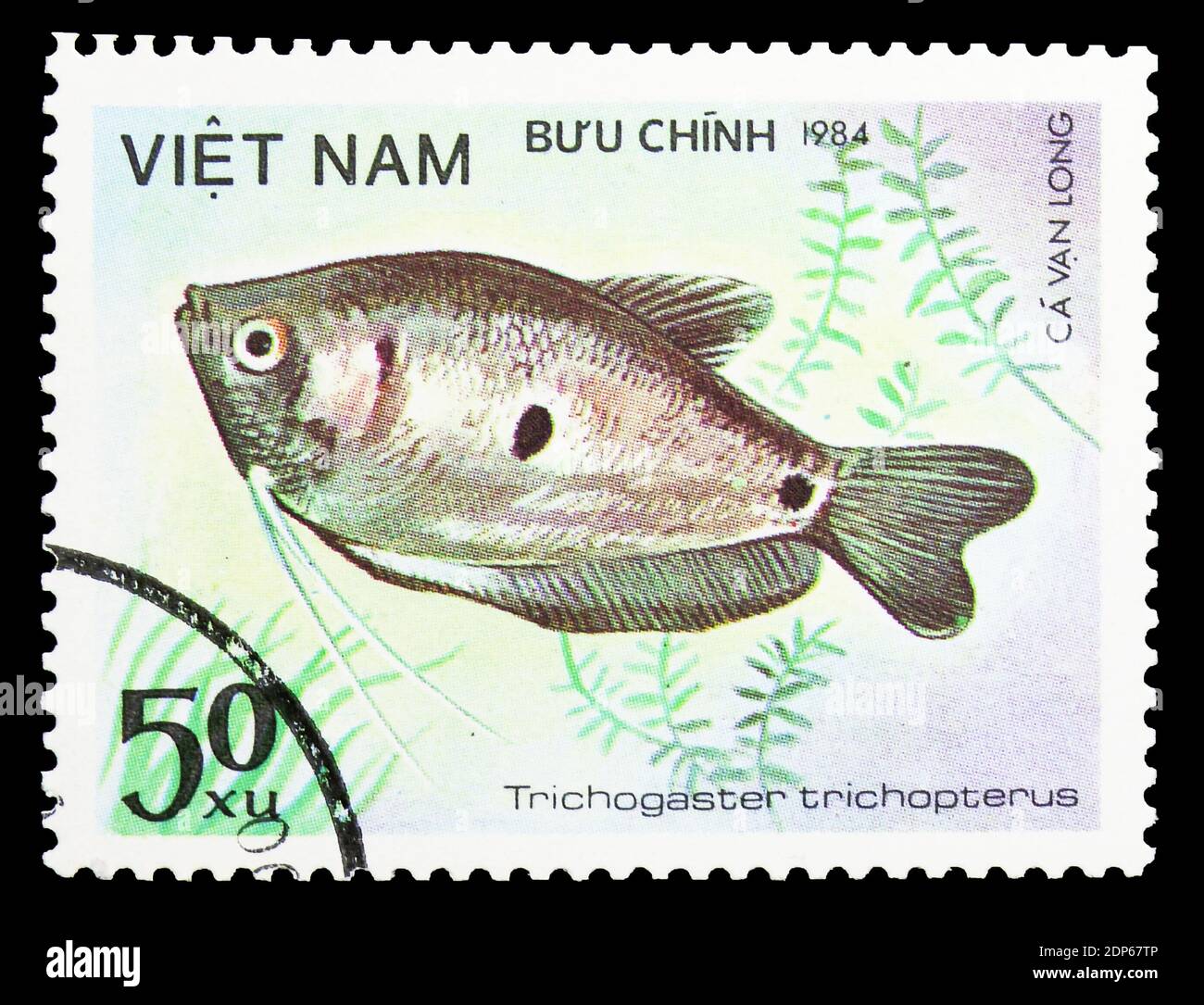 MOSCOW, RUSSIA - SEPTEMBER 26, 2018: A stamp printed in Vietnam shows Gold Gourami (Trichogaster trichopterus), Fish - Ornamental serie, circa 1984 Stock Photo