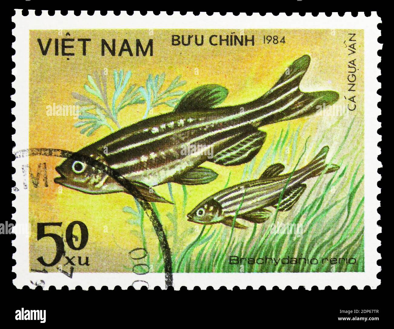 MOSCOW, RUSSIA - SEPTEMBER 26, 2018: A stamp printed in Vietnam shows Zebrafish (Brachydanio rerio), Fish - Ornamental serie, circa 1984 Stock Photo