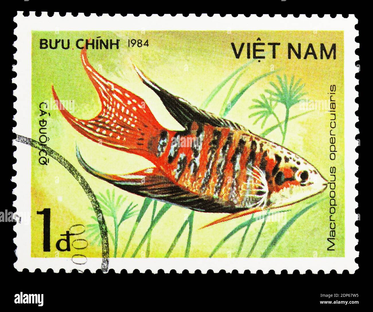 MOSCOW, RUSSIA - SEPTEMBER 26, 2018: A stamp printed in Vietnam shows Paradise Gourami (Macropodus opercularis), Fish - Ornamental serie, circa 1984 Stock Photo