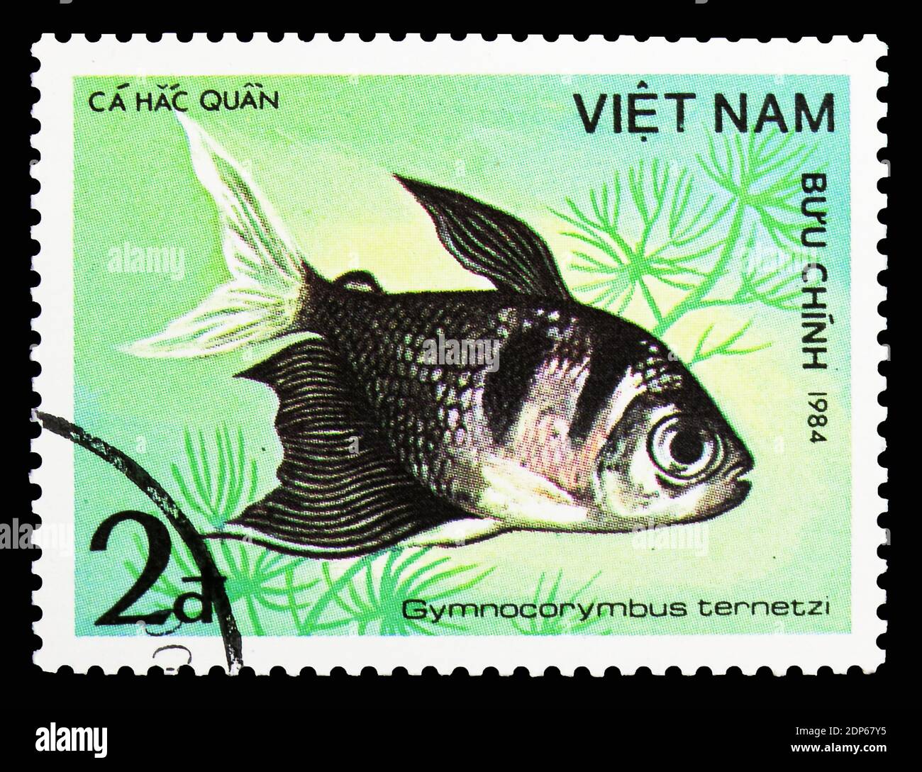 MOSCOW, RUSSIA - SEPTEMBER 26, 2018: A stamp printed in Vietnam shows Black Widow Tetra (Gymnocorymbus ternetzi), Fish - Ornamental serie, circa 1984 Stock Photo
