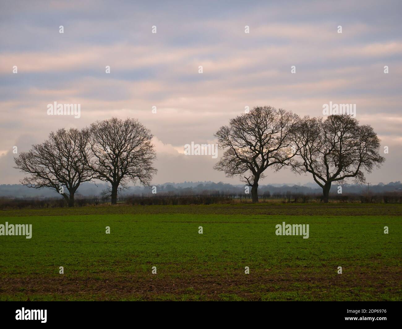 Arable farmland and silhouetted leafless trees at dusk at the end of a cold winter day with mist forming. Taken in Cheshire, England, UK. Stock Photo
