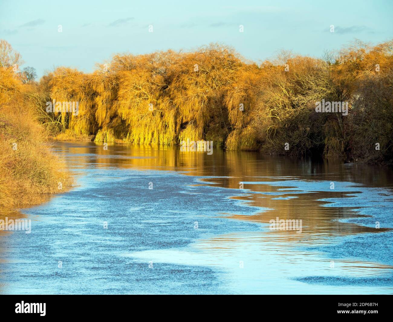 Weeping willow trees hi-res stock photography and images - Alamy