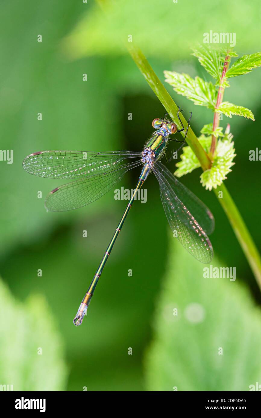 Emerald Damselfly Lestes sponsa Stock Photo - Alamy