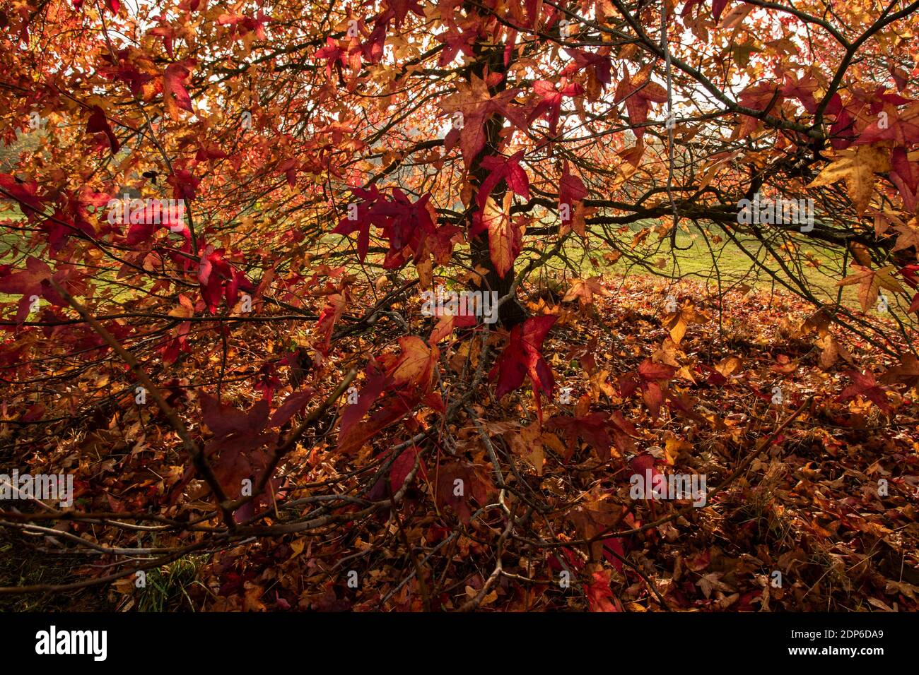 Liquidambar Styraciflua Corky in full autumn livery of bright red leaves Stock Photo