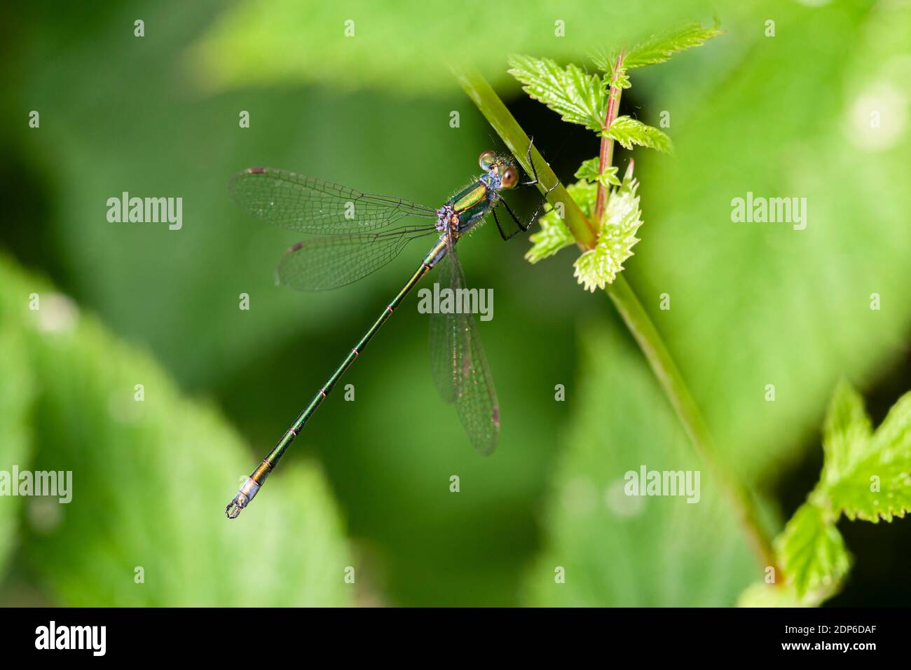 Emerald Damselfly Lestes sponsa Stock Photo - Alamy