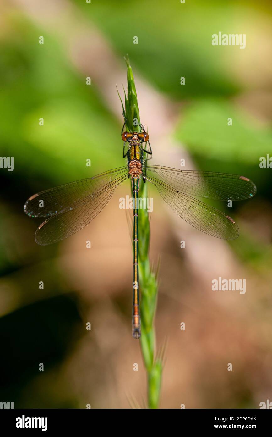 Emerald Damselfly Lestes sponsa Stock Photo - Alamy