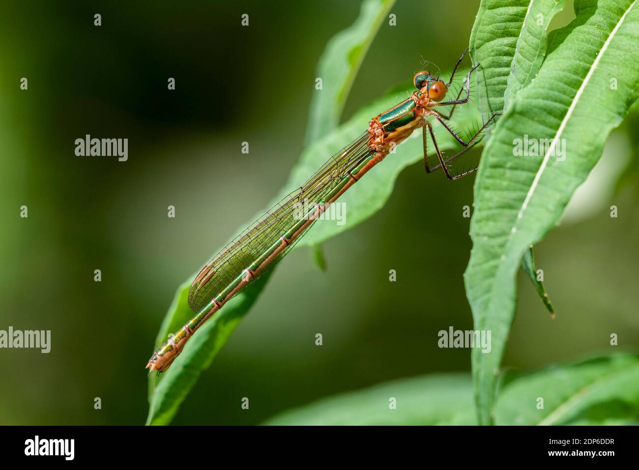 Emerald Damselfly Lestes sponsa Stock Photo - Alamy