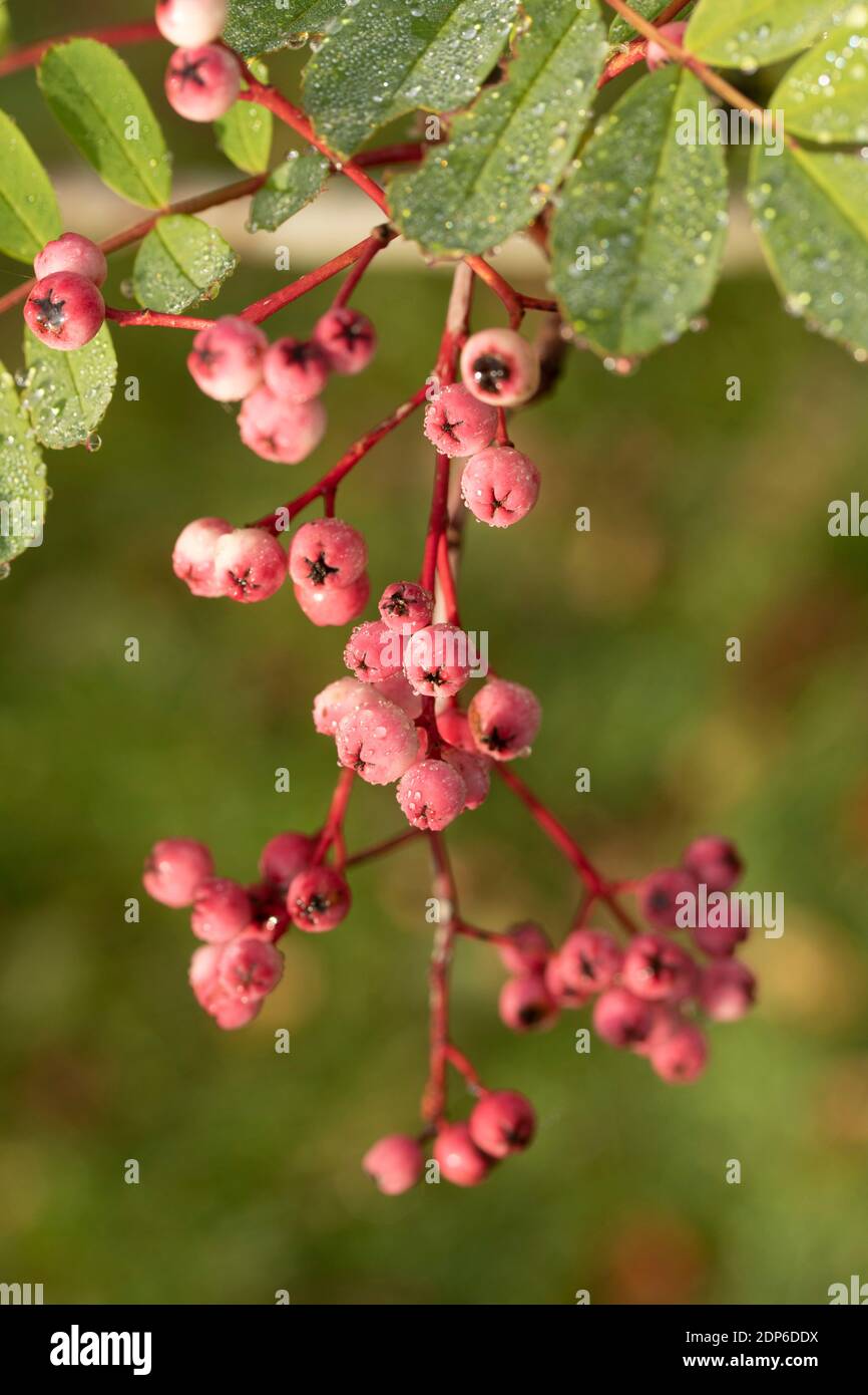 Sorbus Pseudohupehensis ‘Pink Pagoda’ shrub in berry, autumn interest plant Stock Photo