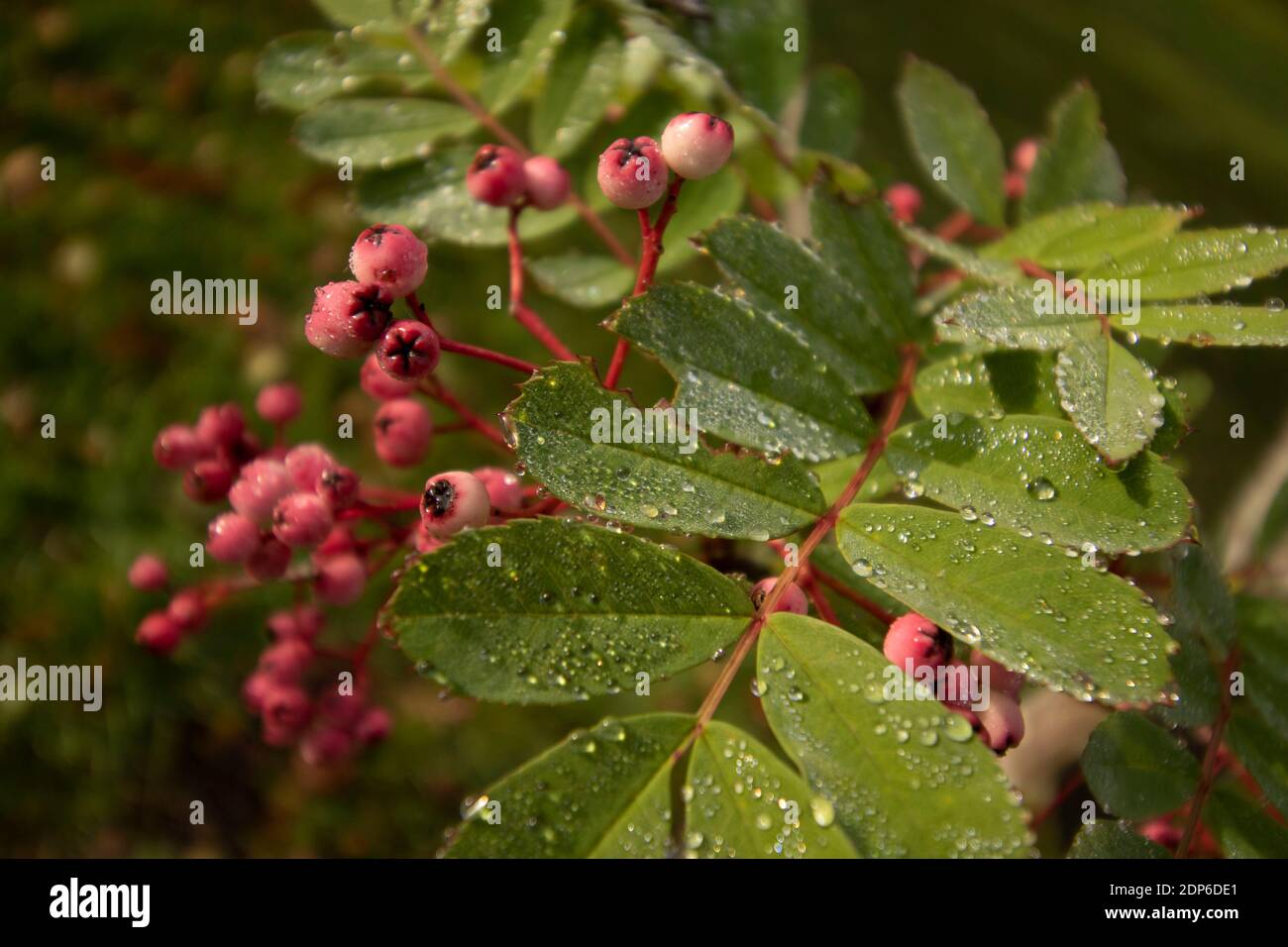 sorbus-pseudohupehensis-pink-pagoda-hi-res-stock-photography-and-images