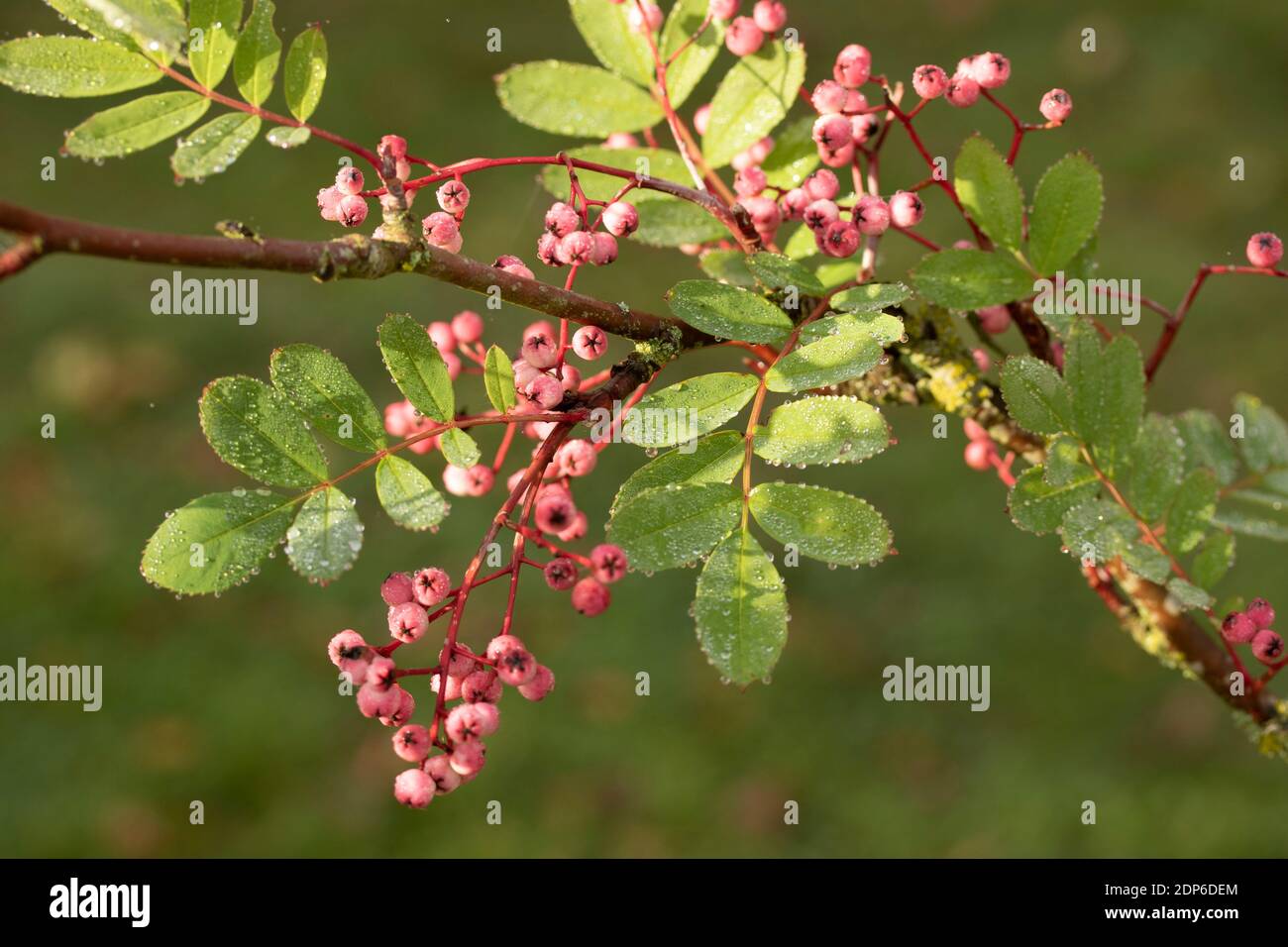 Sorbus Pseudohupehensis ‘Pink Pagoda’ shrub in berry, autumn interest plant Stock Photo