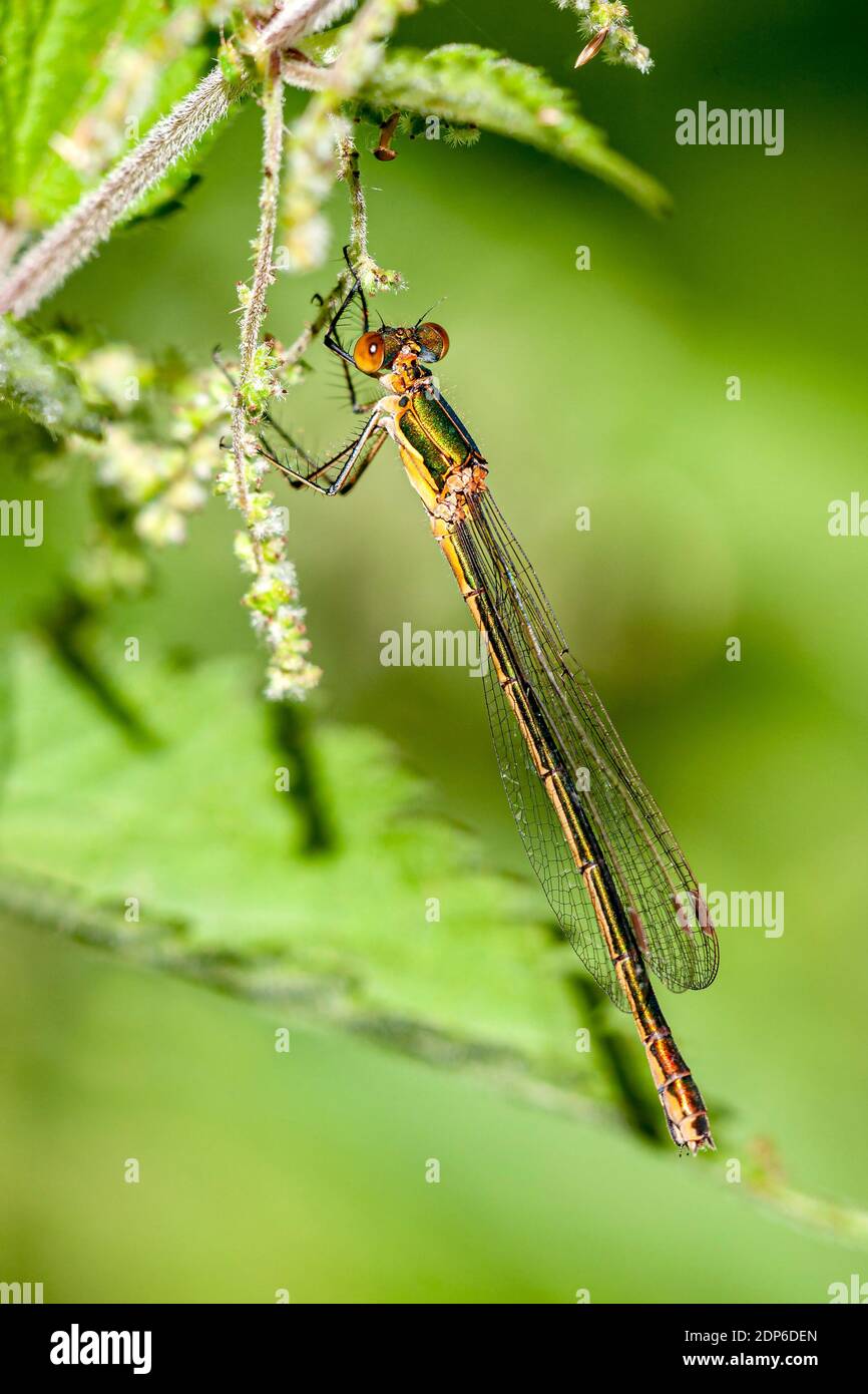 Emerald Damselfly Lestes sponsa Stock Photo - Alamy