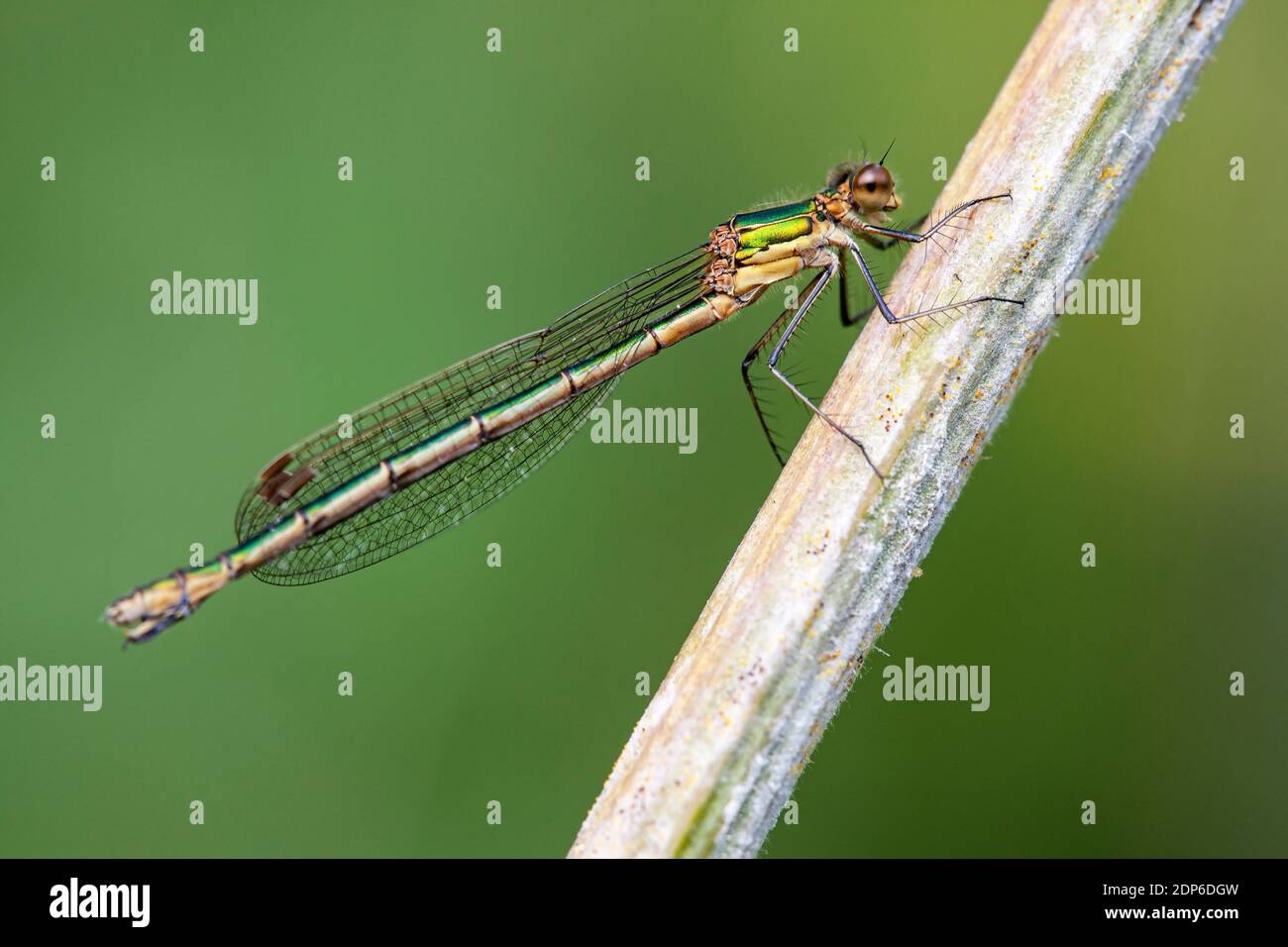 Emerald Damselfly Lestes sponsa Stock Photo - Alamy