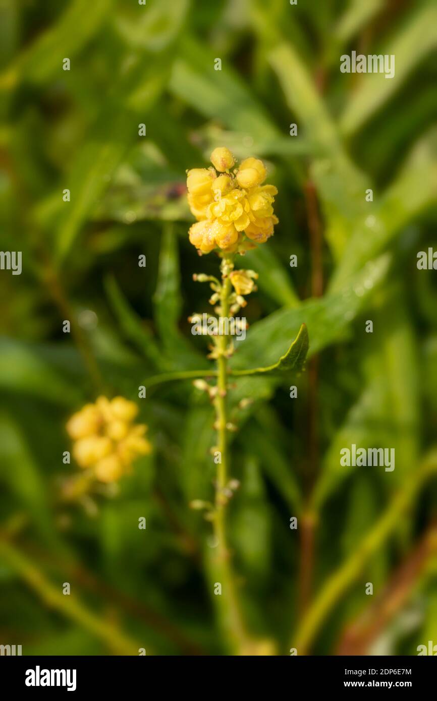 Mahonia Eurybracteata Subsp Ganpinensis Soft Caress Yellow Flowering Plant Portrait Stock Photo Alamy